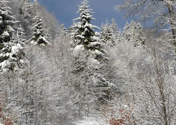 Haus Vogelnest 蒂蒂湖-新城